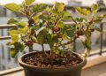 Se você tem um canto com sol, use esta mistura de terra para ter figos o ano todo