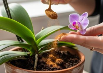 Truque da canela na terra da orquídea que é um santo remédio contra fungos