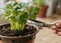 Pare de gastar no mercado: a técnica para plantar coentro em vaso e ter tempero infinito