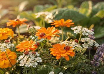 Quatro flores que funcionam como ímã de joaninhas e eliminam pulgões sem uma gota de veneno