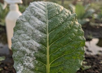 Se apareceram manchas brancas nas folhas das suas plantas, use essa mistura caseira antes que piore