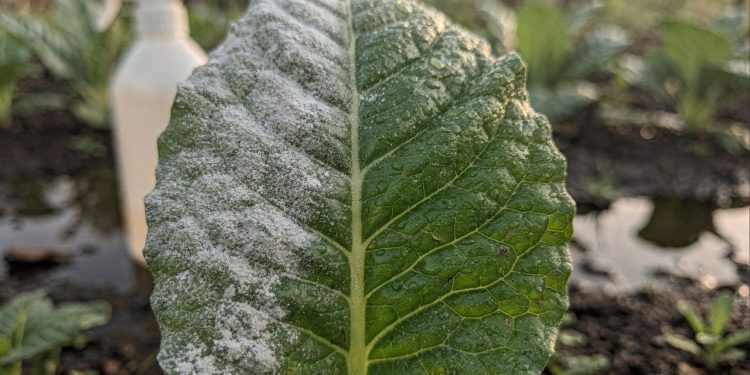 Se apareceram manchas brancas nas folhas das suas plantas, use essa mistura caseira antes que piore