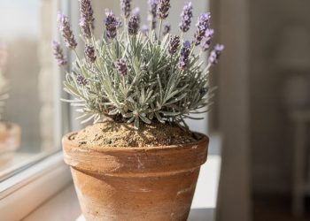 Três segredos de poda e rega que transformam sua lavanda em um aromatizador natural eterno