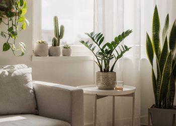 Cinco plantas resistentes que transformam sua sala em uma floresta sem dar trabalho