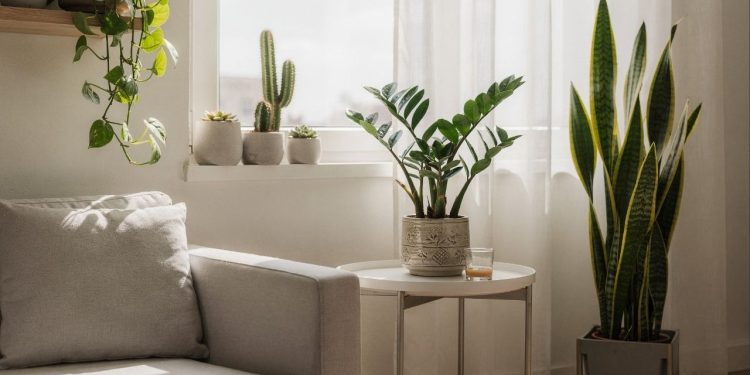 Cinco plantas resistentes que transformam sua sala em uma floresta sem dar trabalho