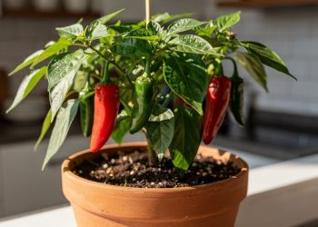 Esqueça os temperos secos: aprenda a plantar pimenta dedo-de-moça em vasos