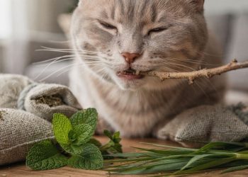 Como deixar o bafo do gato cheiroso como ervas do campo