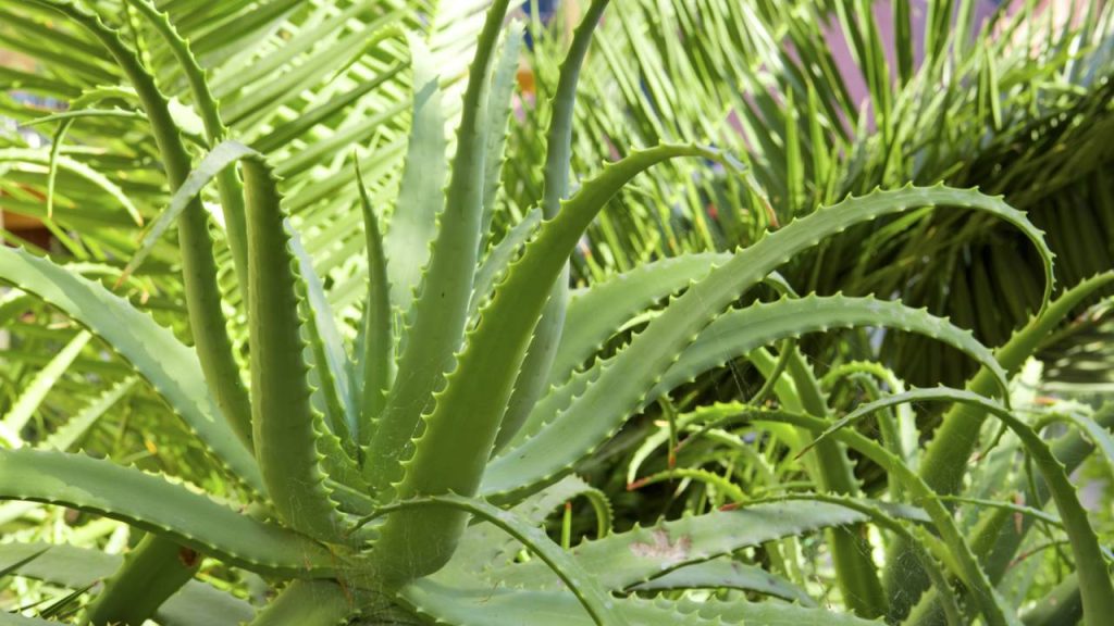Plantas da NASA