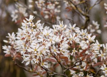 Jardins estão apostando nessa árvore ornamental pelas variações de cores e frutos