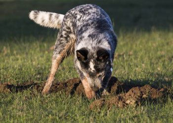 Saiba como lidar com o cachorro que adora cavar buracos no seu jardim