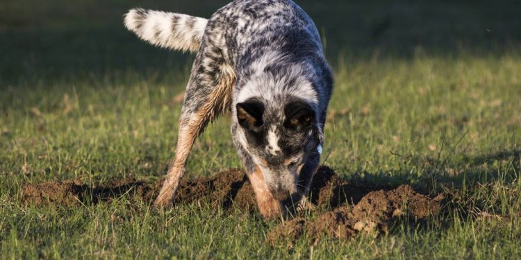 Muitos tutores se perguntam como lidar com o cachorro que adora cavar buracos no seu jardim, especialmente quando as plantas favoritas começam a desaparecer sob a terra - Créditos: depositphotos.com / MadeleinWolf