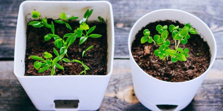 Aprender a plantar coentro em casa é a solução ideal para colher folhas aromáticas e saudáveis sem precisar correr ao mercado toda vez que for cozinhar - Créditos: depositphotos.com / MalinkaGalina