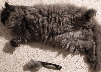 Queda de pelo em cães e gatos: saiba quando é normal ou sinal de doença