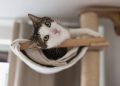 Se o seu gato vive nas alturas, estes 7 nomes engraçados são perfeitos para ele