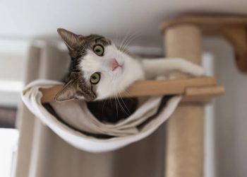 Se o seu gato vive nas alturas, estes 7 nomes engraçados são perfeitos para ele