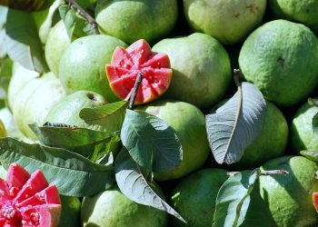 A árvore que floresce várias vezes ao ano e enche seu jardim de frutos doces