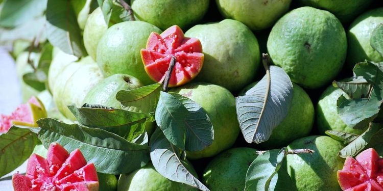 A goiabeira transforma esse desejo em realidade, oferecendo sombra, flores delicadas e frutos ricos em vitamina C, adaptando-se perfeitamente até mesmo a vasos em varandas ensolaradas - Créditos: depositphotos.com / chandanaroy