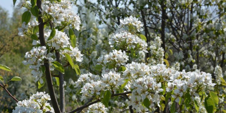 Se você busca uma árvore que nunca deixa o jardim monótono, a Amelânquia (ou Amelanchier lamarckii) é a escolha perfeita para transformar a paisagem - Créditos: depositphotos.com / weha