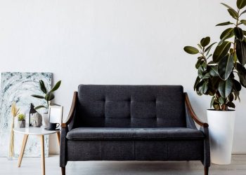Três plantas que trazem abundância e luxo para o seu ambiente sem dar trabalho