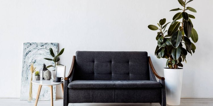 Ter plantas da prosperidade em casa não exige uma rotina complicada de podas constantes ou regas diárias para manter o visual elegante - Créditos: depositphotos.com / DenisDenisenko