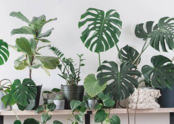 Decoração inteligente: saiba onde colocar cada planta para renovar o ambiente
