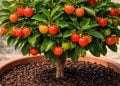 Como plantar acerola em vaso e colher muitos frutos em espaços pequenos e em semanas