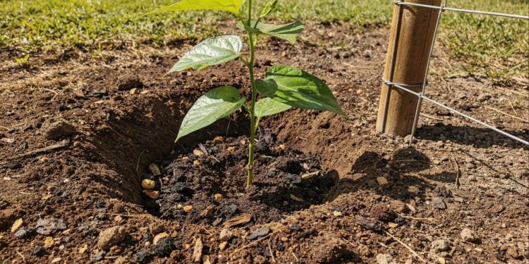 O erro na cova de 40 cm que mata o maracujazeiro antes da primeira colheita