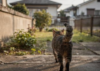 Para onde os gatos vão quando saem de casa? Estudo revela o trajeto real