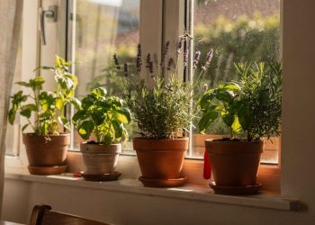 Estas 5 plantas são o pesadelo das moscas e deixam a casa toda perfumada