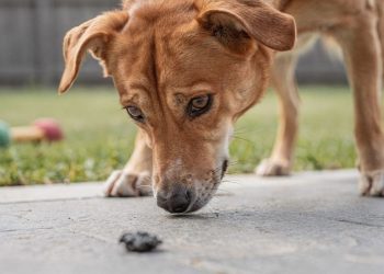 O que significa quando seu cachorro come o próprio cocô e por que é algo que você deve evitar?
