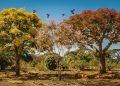 Estas 3 árvores resistem ao sol forte e transformam o quintal em um refúgio de aves