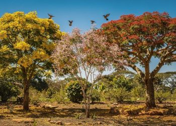Estas 3 árvores resistem ao sol forte e transformam o quintal em um refúgio de aves