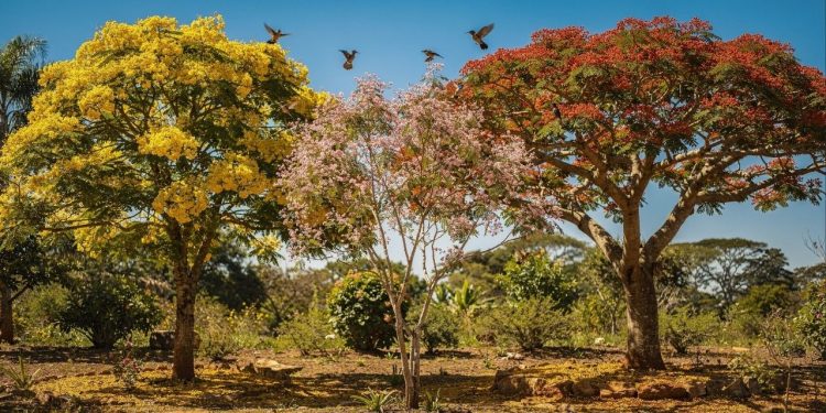 Estas 3 árvores resistem ao sol forte e transformam o quintal em um refúgio de aves