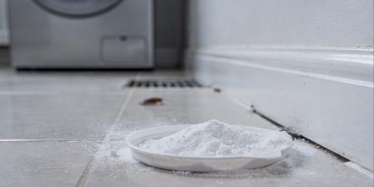Como usar bicarbonato de sódio e açúcar para eliminar baratas de casa de forma simples e eficaz
