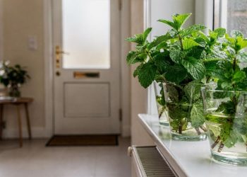 Pare de usar veneno: esta planta funciona como barreira natural contra baratas