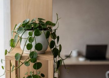 A planta de corações que traz leveza e transforma sua casa em um refúgio de afeto