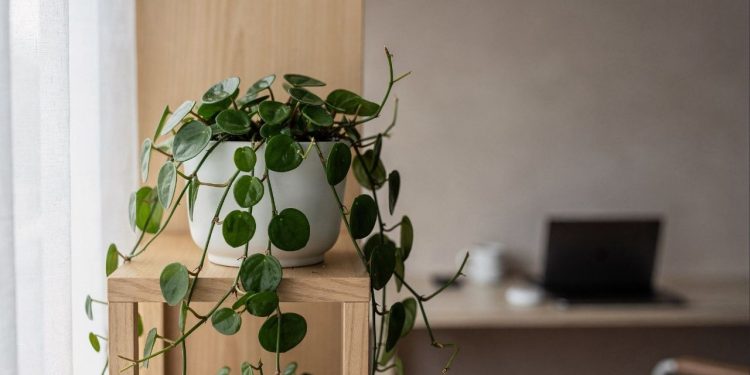 A planta de corações que traz leveza e transforma sua casa em um refúgio de afeto