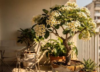A árvore de perfume tropical que se adapta a vasos e transforma varandas pequenas