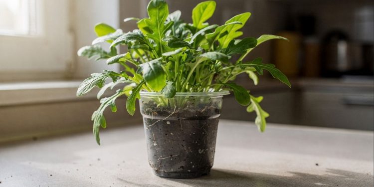 Vaso de barro ou de plástico: qual o melhor para plantar rúcula em casa?