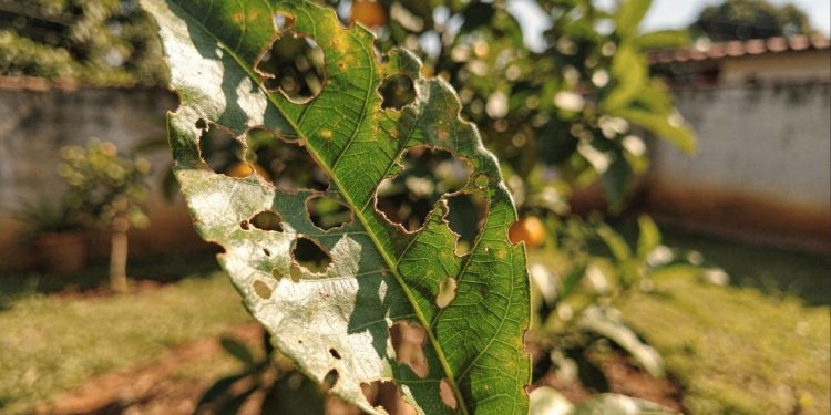 Sua laranjeira está com as folhas furadas? Aprenda como salvar a árvore sem venenos