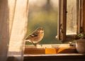 O que significa quando um pássaro entra e canta dentro de casa?