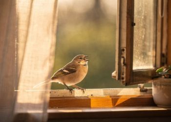O que significa quando um pássaro entra e canta dentro de casa?