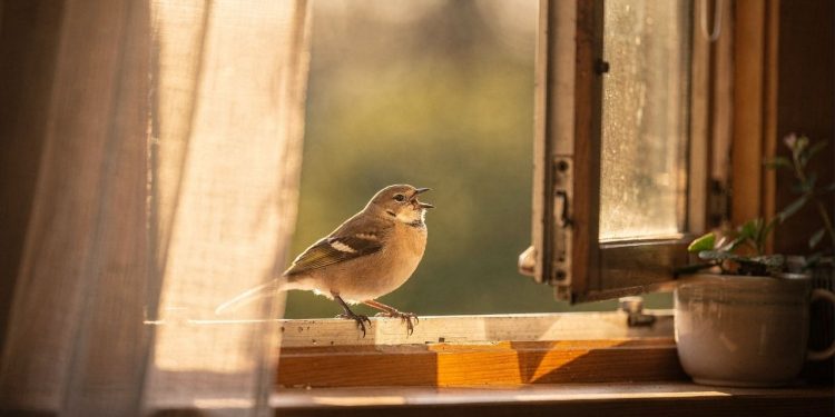 O que significa quando um pássaro entra e canta dentro de casa?