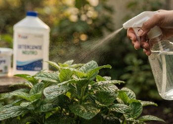 Pare de gastar dinheiro: misture vinagre com detergente e livre seu jardim de pragas