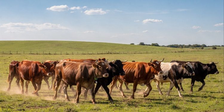 A palavra “vacada” existe? Aprenda o coletivo certo para o casal mais famoso da fazenda