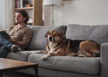 Essas 5 raças de cães são ideais para quem busca tranquilidade e silêncio em casa