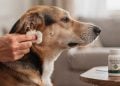 Aprenda a técnica segura para limpar a orelha do cachorro em casa sem machucar o animal