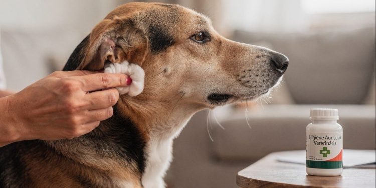 A limpeza correta das orelhas previne otites e preserva a saúde auditiva canina
