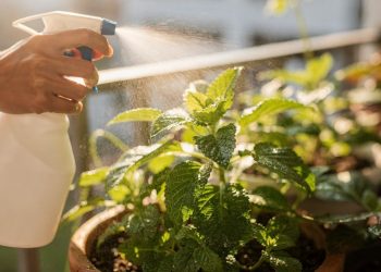 Use esta mistura a cada 15 dias para acelerar o crescimento das plantas sem esforço