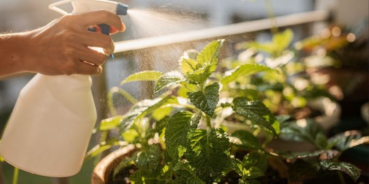Use esta mistura a cada 15 dias para acelerar o crescimento das plantas sem esforço